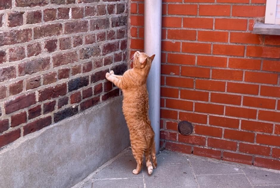 Alerte Disparition Chat Mâle , 3 ans Mouscron Belgique