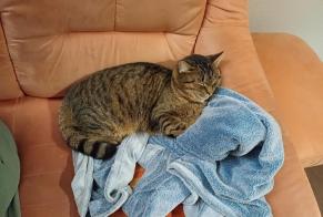 Alerte Disparition Chat croisement Mâle , 4 ans Valbirse Suisse