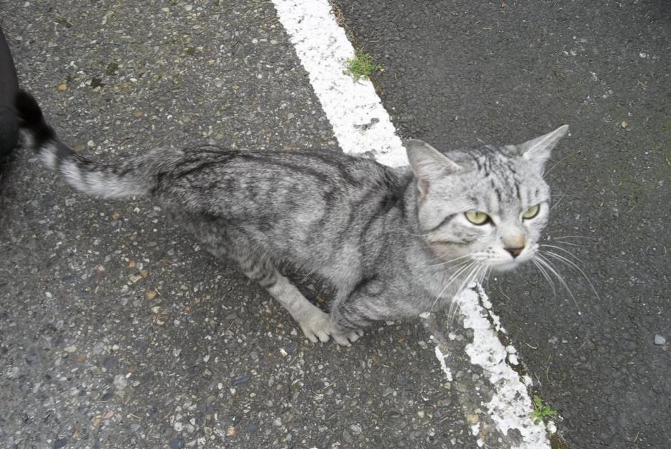 Alerte Découverte Chat  Mâle , 2 ans Toulouse France