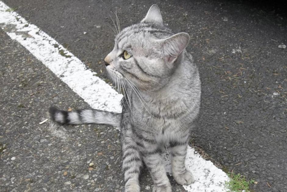 Alerte Découverte Chat  Mâle , 2 ans Toulouse France
