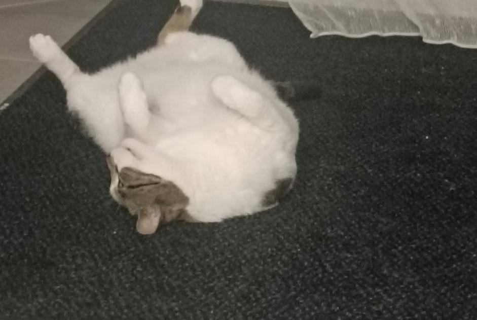 Alerte Disparition Chat Mâle , 7 ans Luisant France