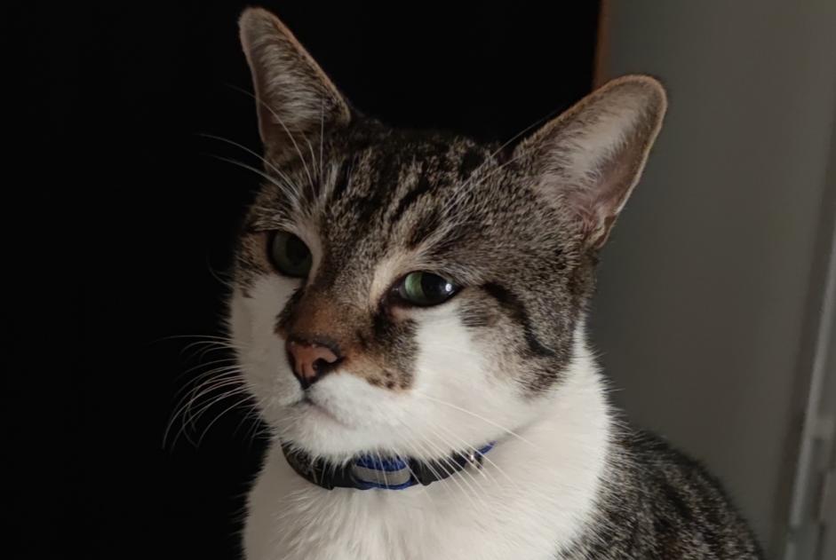 Alerte Disparition Chat croisement Mâle , 7 ans Suresnes France