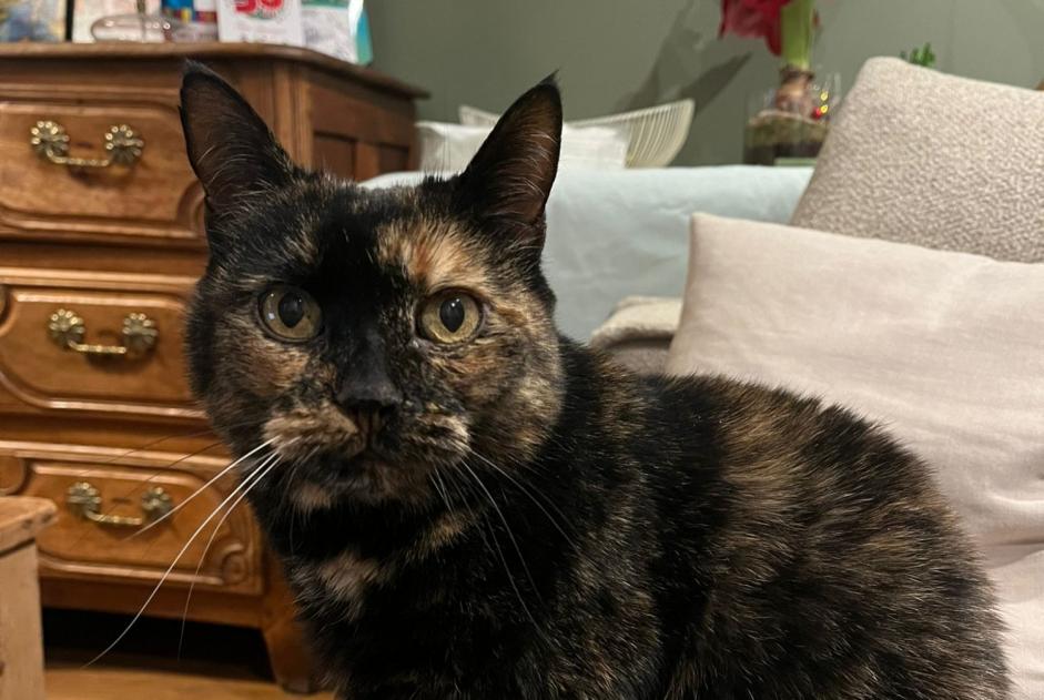 Alerte Disparition Chat  Femelle , 14 ans Riorges France