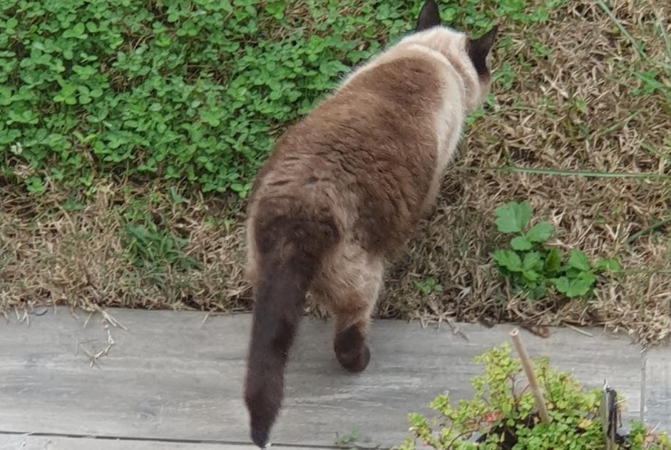 Alerte Disparition Chat  Femelle , 10 ans Baix France