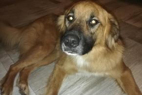 Alerte Découverte Chien croisement Mâle Averton France