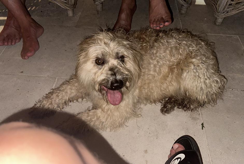 Alerte Découverte Chien croisement Femelle , 5 ans Eymet France