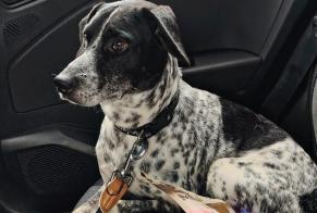 Alerte Disparition Chien croisement Mâle , 3 ans Le Perreux-sur-Marne France