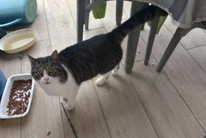 Alerte Découverte Chat Mâle Martres-Tolosane France