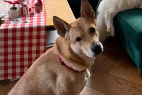 Alerte Disparition Chien croisement Mâle , 6 ans La Clusaz France