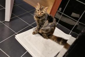 Alerte Disparition Chat croisement Femelle , 1 ans Vincennes France