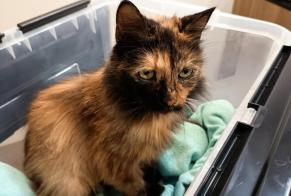 Alerte Découverte Chat Femelle Canaules-et-Argentières France