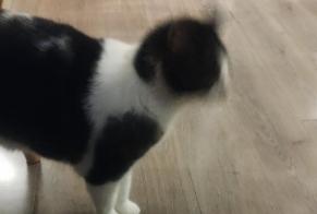 Alerte Découverte Chat  Inconnu Eslettes France