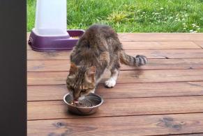Alerte Découverte Chat Mâle Saint-Léger-les-Vignes France