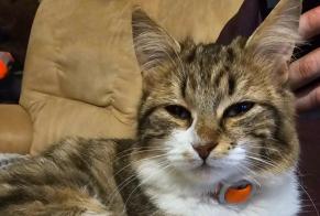 Alerte Découverte Chat Femelle Loubillé France