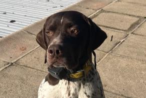 Alerte Disparition Chien  Mâle , 7 ans Saint-Blaise-du-Buis France