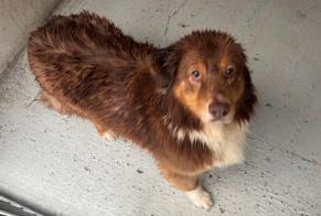 Alerte Découverte Chien  Femelle , 5 ans Poissy France