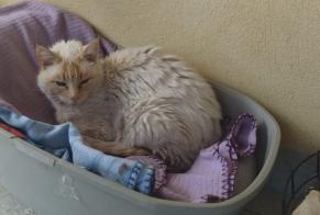 Alerte Découverte Chat Inconnu Peyruis France