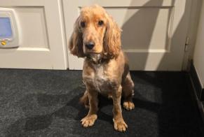 Alerte Disparition Chien  Mâle , 2 ans Buxerolles France