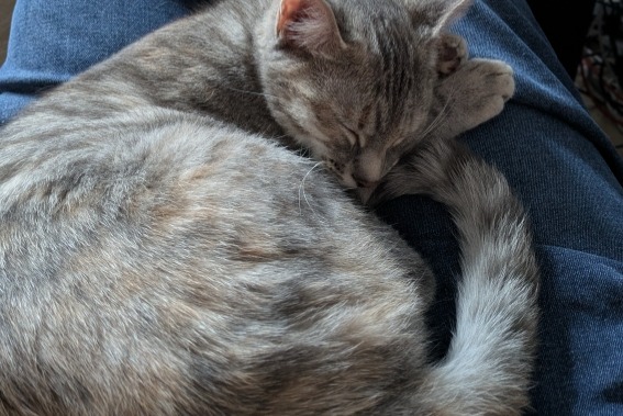 Chat Disparu à Gaillon (Eure, France) - alerte disparition Pet Alert n° 363529