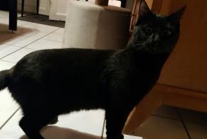 Alerte Découverte Chat Mâle , 2 ans Clermont France