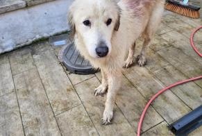 Alerte Découverte Chien  Mâle Arrans France