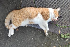 Alerte Découverte Chat Inconnu Villejuif France
