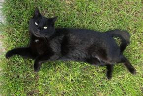 Alerte Disparition Chat Femelle , 8 ans Fleury-Mérogis France