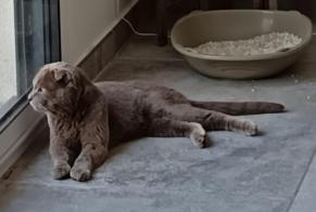 Alerte Découverte Chat Mâle Umpeau France