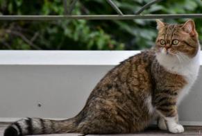 Alerte Disparition Chat croisement Femelle , 11 ans Nancy France