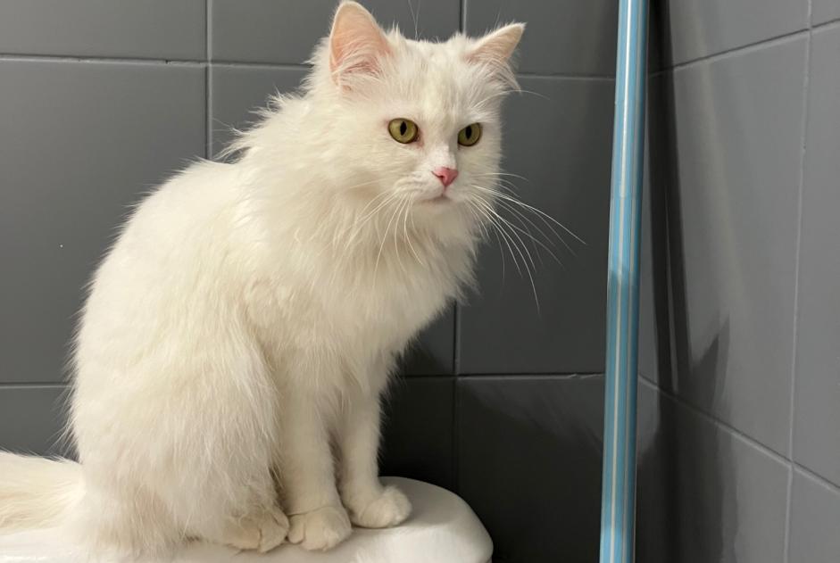 Chat Trouvé à Limoges (Haute-Vienne, France) - alerte découverte Pet Alert n° 365412