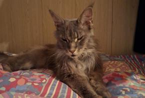 Alerte Découverte Chat  Femelle Béziers France