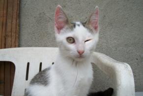 Alerte Disparition Chat  Femelle , 7 ans Saint-Gervais-les-Trois-Clochers France
