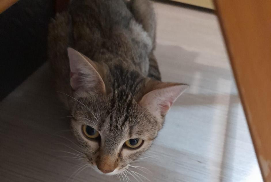 Chat Trouvé à Annecy (Haute-Savoie, France) - alerte découverte Pet Alert n° 368915