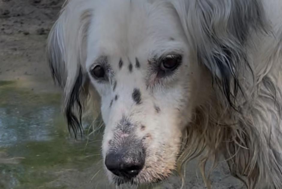 Alerte Disparition Chien  Mâle , 14 ans Pordic France