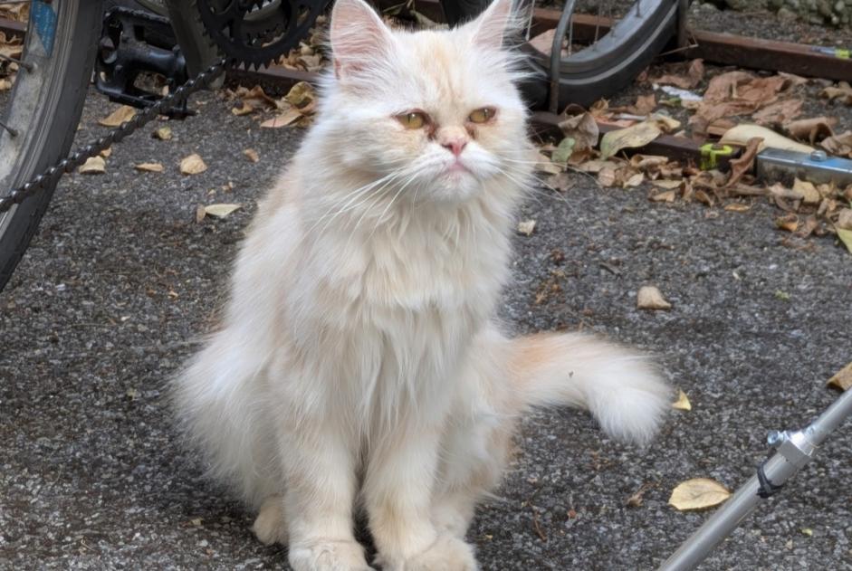 Alerte Disparition Chat croisement Femelle , 2 ans Échirolles France