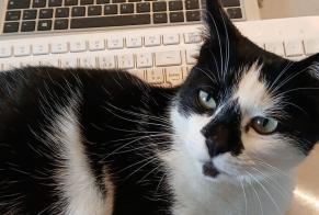 Alerte Disparition Chat  Mâle , 10 ans Alligny-Cosne France
