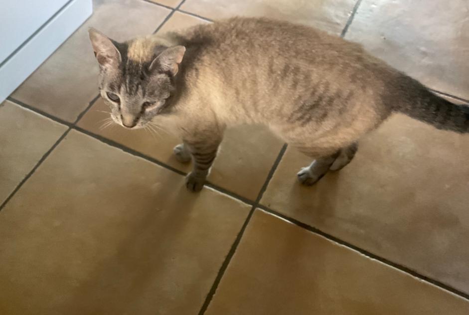 Alerte Découverte Chat Femelle Lalinde France