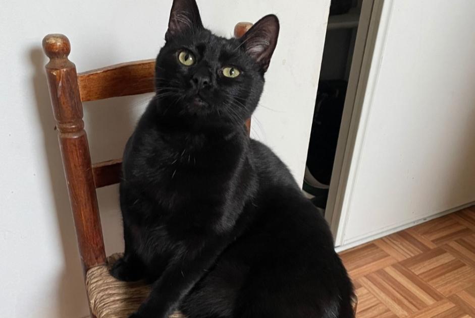 Alerte Disparition Chat Mâle , 3 ans Couëron France