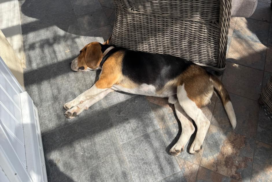 Chien Trouvé à Sazeray (Indre, France) - alerte découverte Pet Alert n° 372883