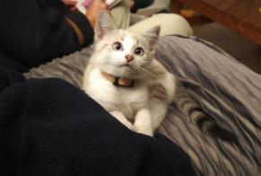 Alerte Disparition Chat Femelle , 1 ans Saint-Mars-du-Désert France