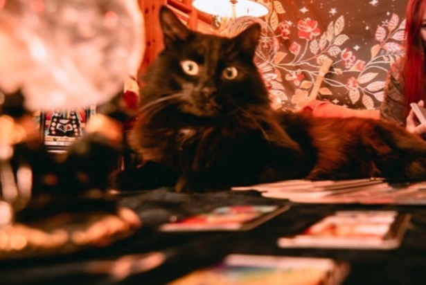 Chat Disparu à Largentière (Ardèche, France) - alerte disparition Pet Alert n° 373662