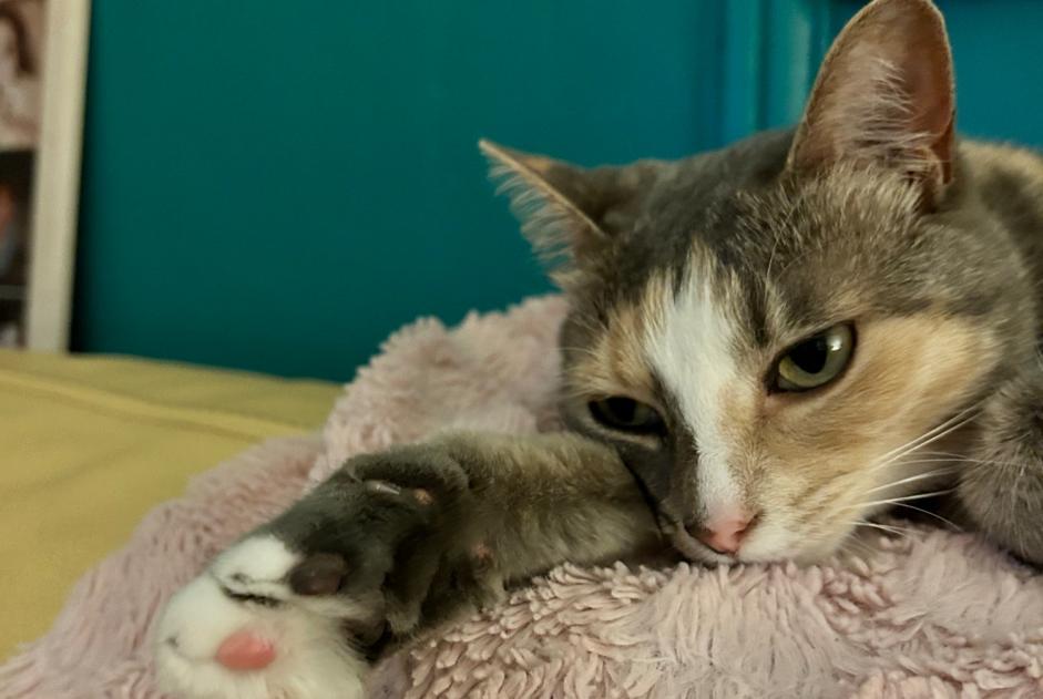 Chat Disparu à Brive-la-Gaillarde (Corrèze, France) - alerte disparition Pet Alert n° 373733