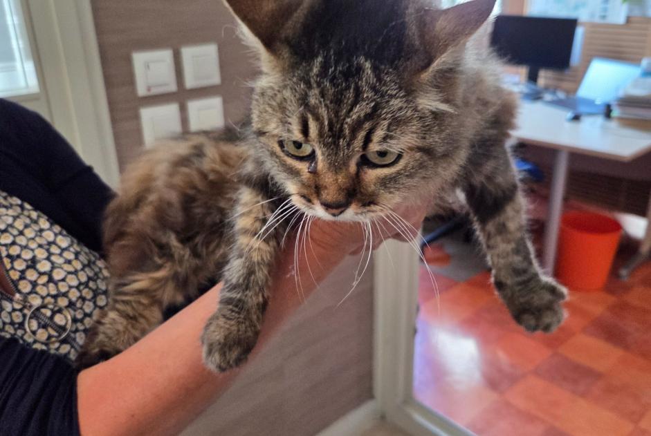 Alerte Découverte Chat Femelle Saint-Jean-Brévelay France