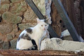 Alerte Découverte Chat Mâle Secondigny France