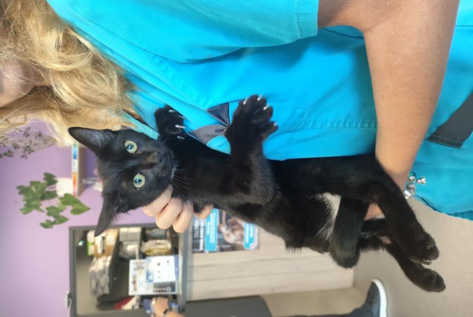 Alerte Découverte Chat Inconnu Bayonne France
