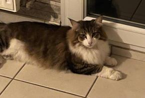 Alerte Disparition Chat  Femelle , 2 ans Chartres France