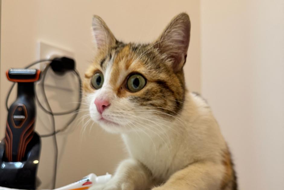 Alerte Découverte Chat Femelle , 1 année Nantes France