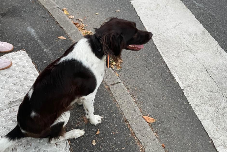 Chien Disparu à Écully (Rhône, France) - alerte disparition Pet Alert n° 376566