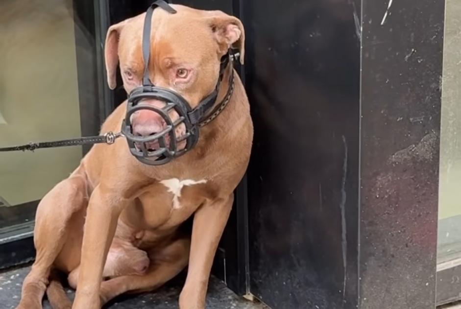 Alerte Découverte Chien  Mâle Paris France