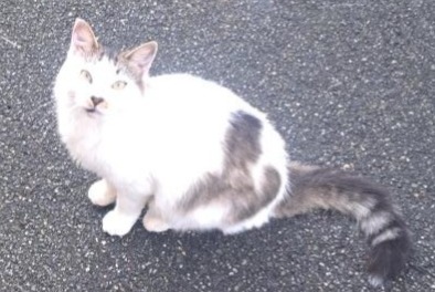 Alerte Découverte Chat Mâle Baleix France